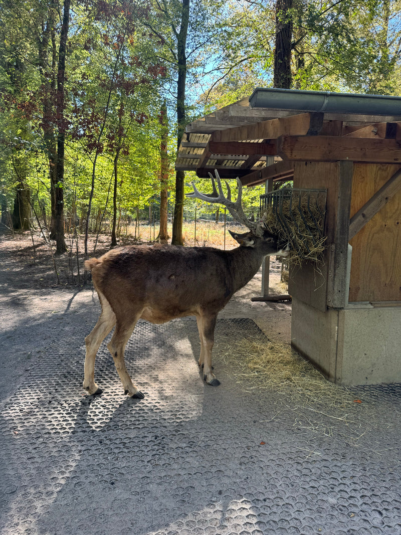 Weißwedelhirsch (Kitz) — foto 2 di 3