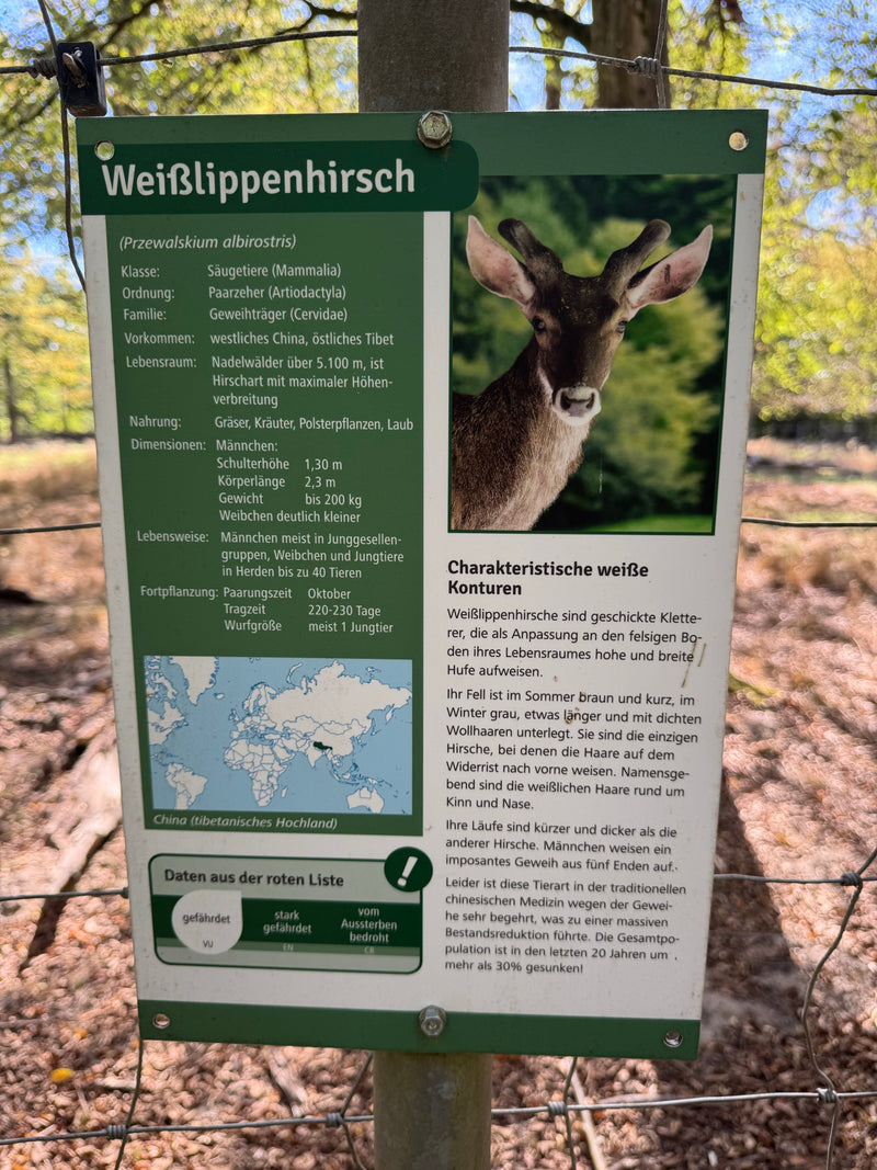 Weißwedelhirsch (Kitz) — foto 3 di 3