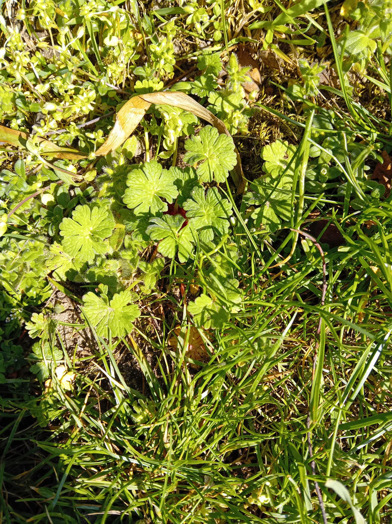 Cranesbill morbido — Bild 1
