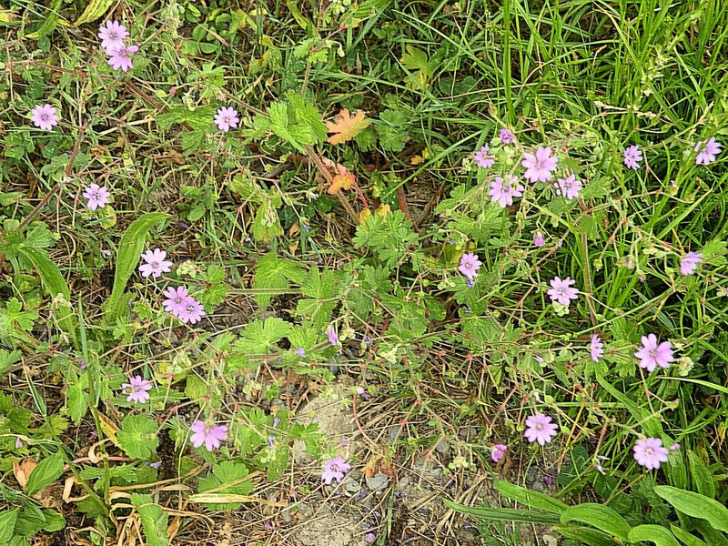 L'immagine mostra la geranio molle con i suoi tipici piccoli fiori rosa e foglie lobate. La pianta cresce in un prato tra l'erba.