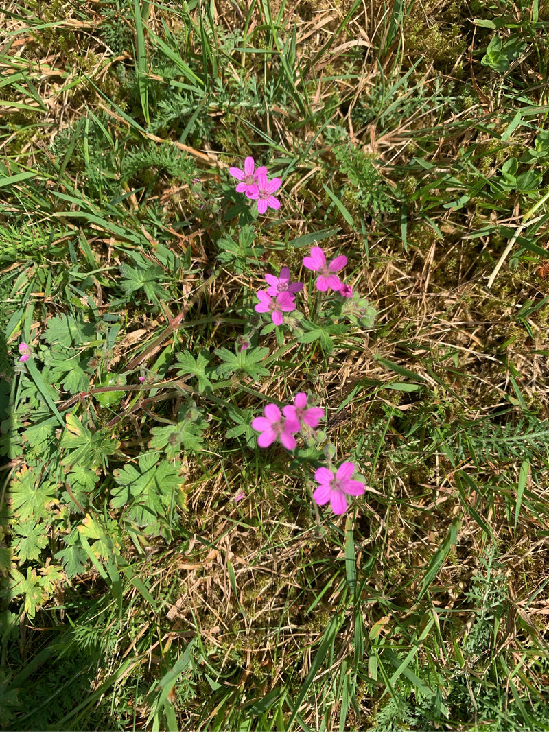 L'immagine mostra il geranio molle con i suoi caratteristici fiori rosa e le foglie lobate che crescono in un prato.