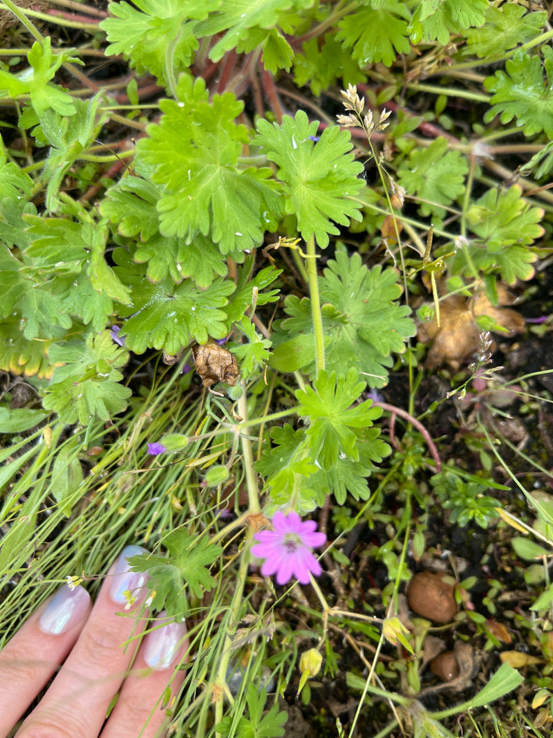 L'immagine mostra la geranio molle con le sue tipiche foglie lobate e un piccolo fiore viola. La pianta cresce vicino al terreno in mezzo all'erba e altra ve...