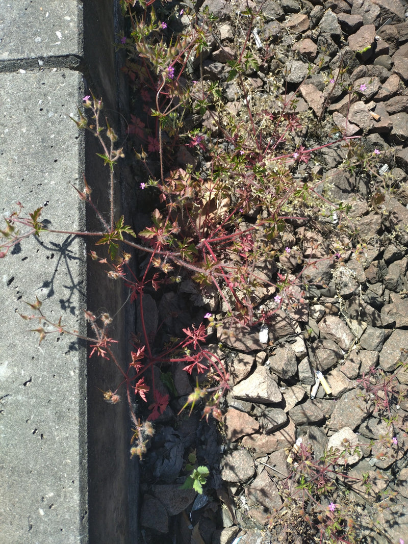 Si vede un geranium molle con foglie finemente divise e piccoli fiori rosa che cresce tra le pietre e vicino a un muro di cemento.
