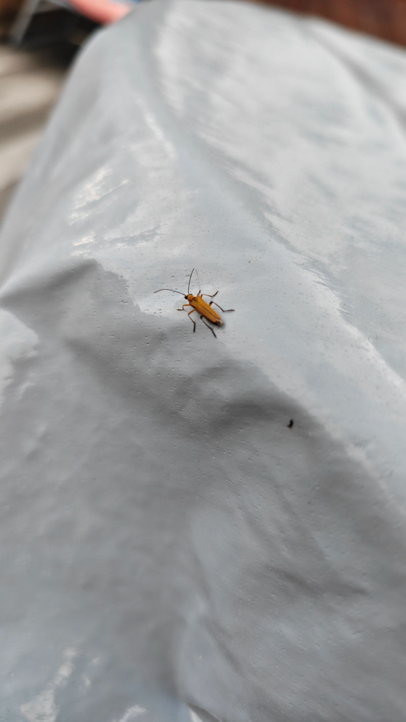 scarabeo morbido — foto 1 di 2