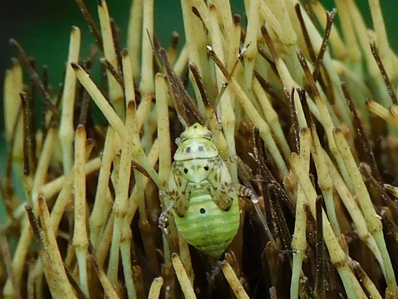 Wiesenwanze — foto 1 di 1