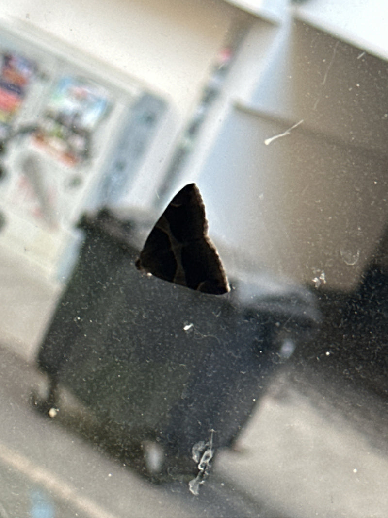 Falena della corteccia di salice — Bild 2