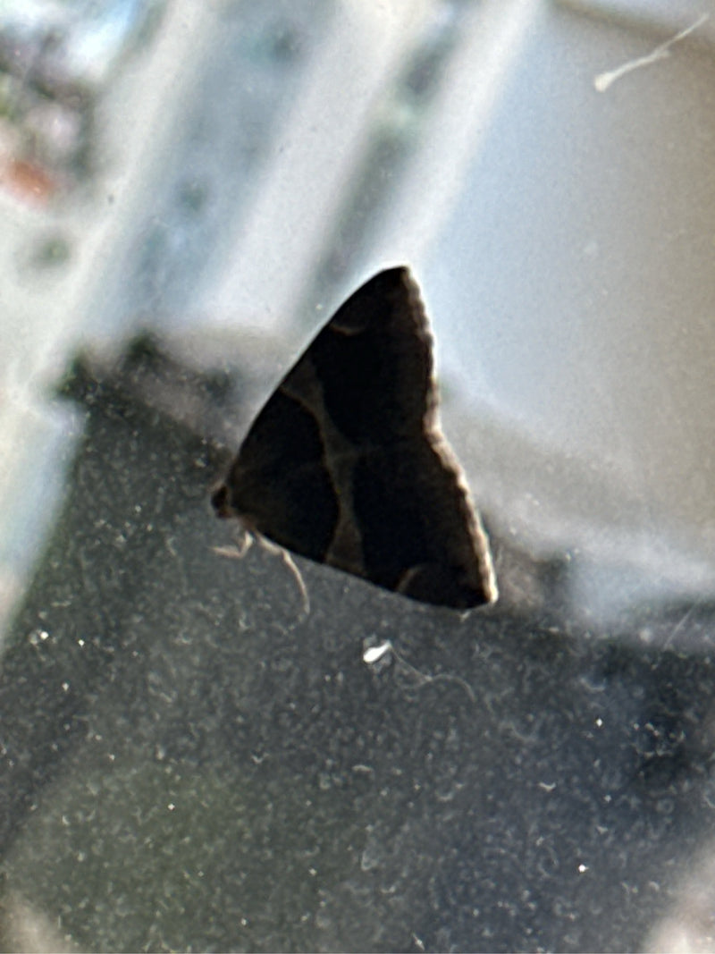 Falena della corteccia di salice — Bild 1