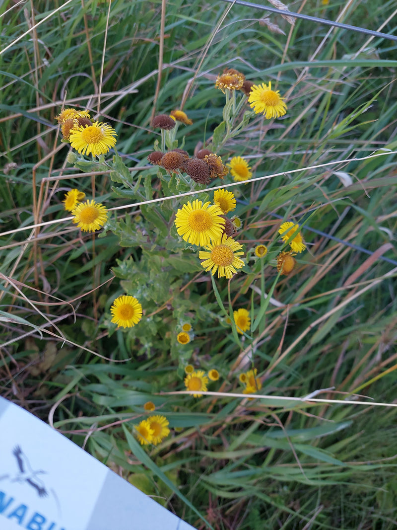 Enula campana dalle foglie di salice — foto 1 di 2