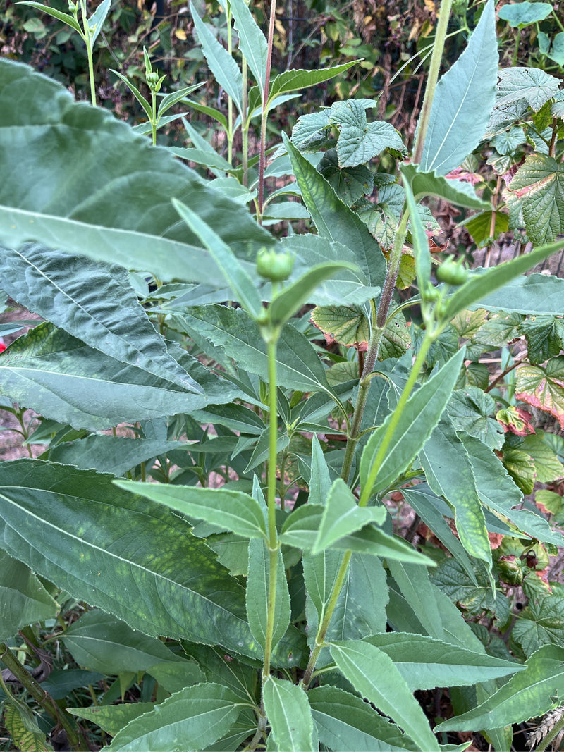 Suneye dalle foglie di salice — foto 3 di 19
