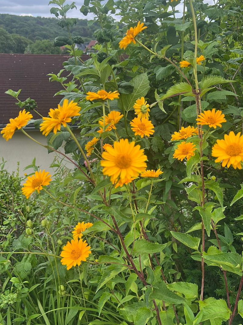 Suneye dalle foglie di salice — foto 4 di 19