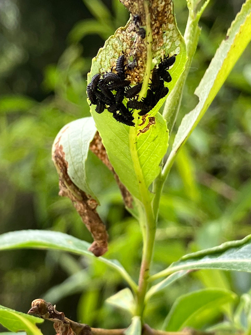 Scarabeo delle foglie di salice maculato — Bild 1