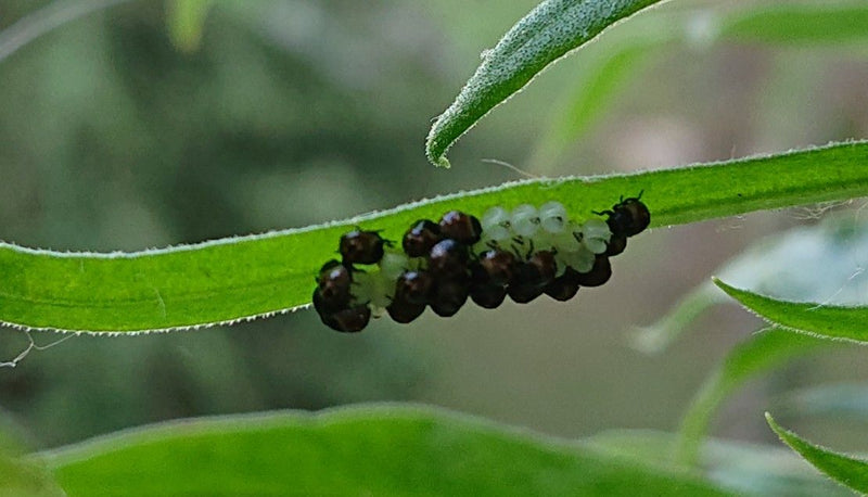 Scarabeo delle foglie di salice (genere) — Bild 1