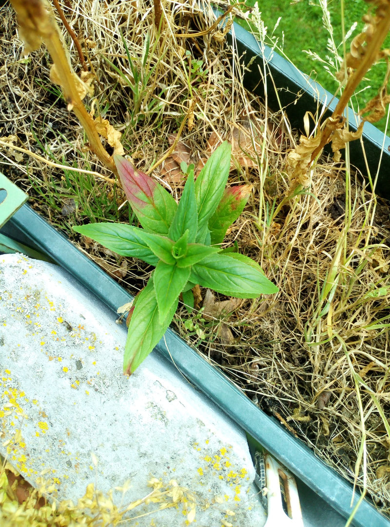 Si vede un giovane epilobio con foglie verdi che cresce in una cassetta tra erba secca. L'inquadratura mostra la pianta dall'alto nel suo ambiente.