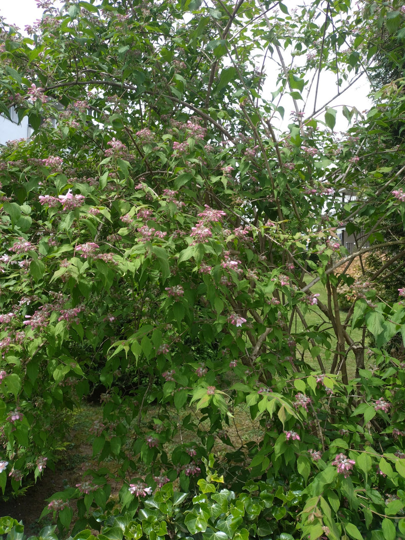 Si vede un grande arbusto di Weigela con numerose foglie verdi e fiori rosa.