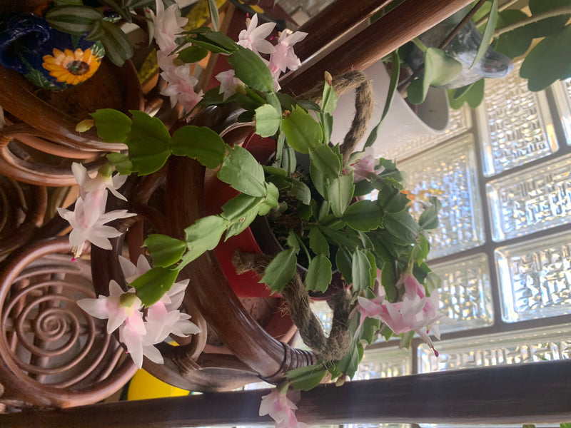 Si vede un cactus di Natale in fiore in un vaso su un mobile di legno. La pianta mostra i suoi tipici segmenti piatti e delicati fiori rosa.