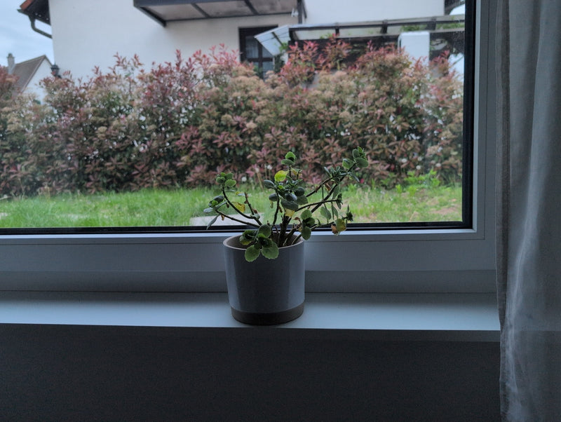 Pianta di incenso — Bild 1