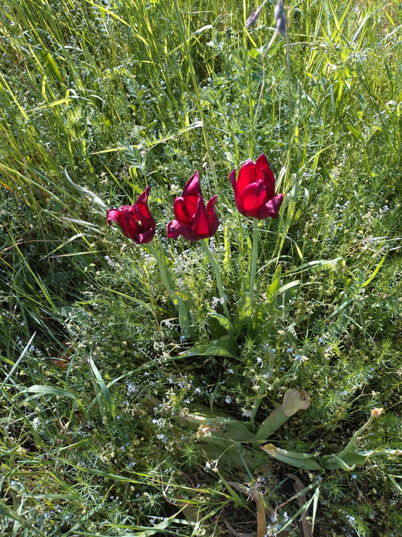 Tulipano di vigneto — Bild 1
