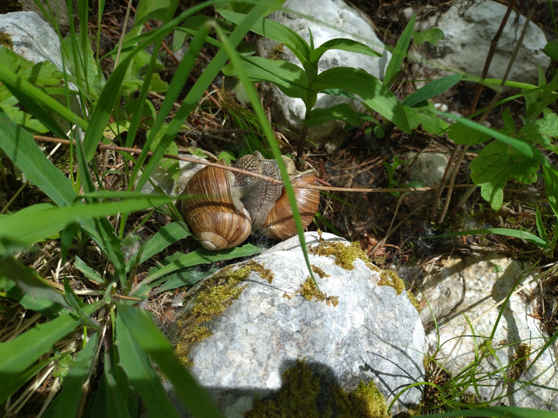 Lumaca romana — Bild 1