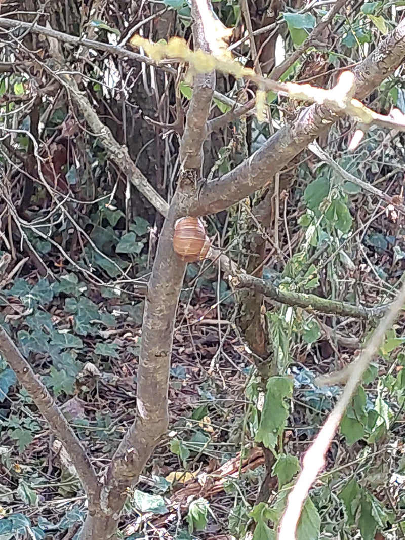 Una chiotola romana si trova su un sottile tronco d'albero in mezzo a rami e fogliame nel sottobosco.