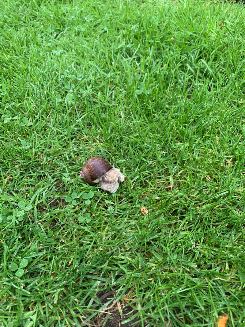 Una chioma di vigna si muove lentamente su un prato verde. L'animale è chiaramente visibile dall'alto.