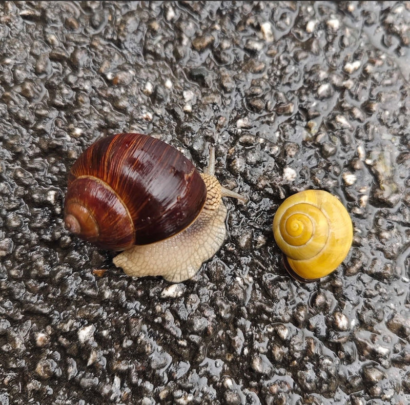 Un 'Helix pomatia' striscia su asfalto bagnato accanto a un gasteropode giallo.