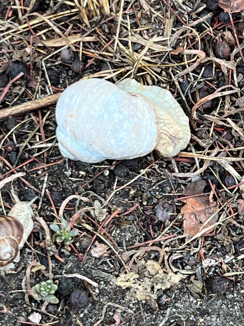 Una chiombola romana con guscio chiaro riposa su un terreno di terra, aghi e piccoli rametti. Un'altra lumaca più piccola è visibile in basso a sinistra.