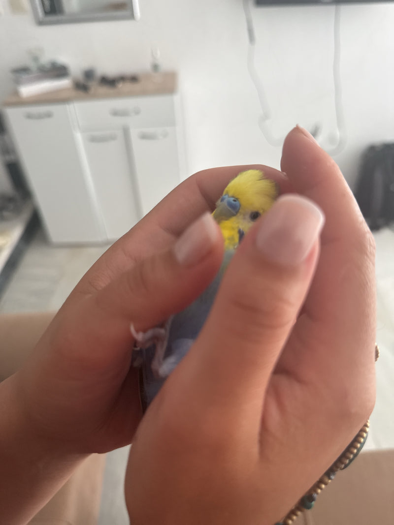 pappagallino — Bild 5