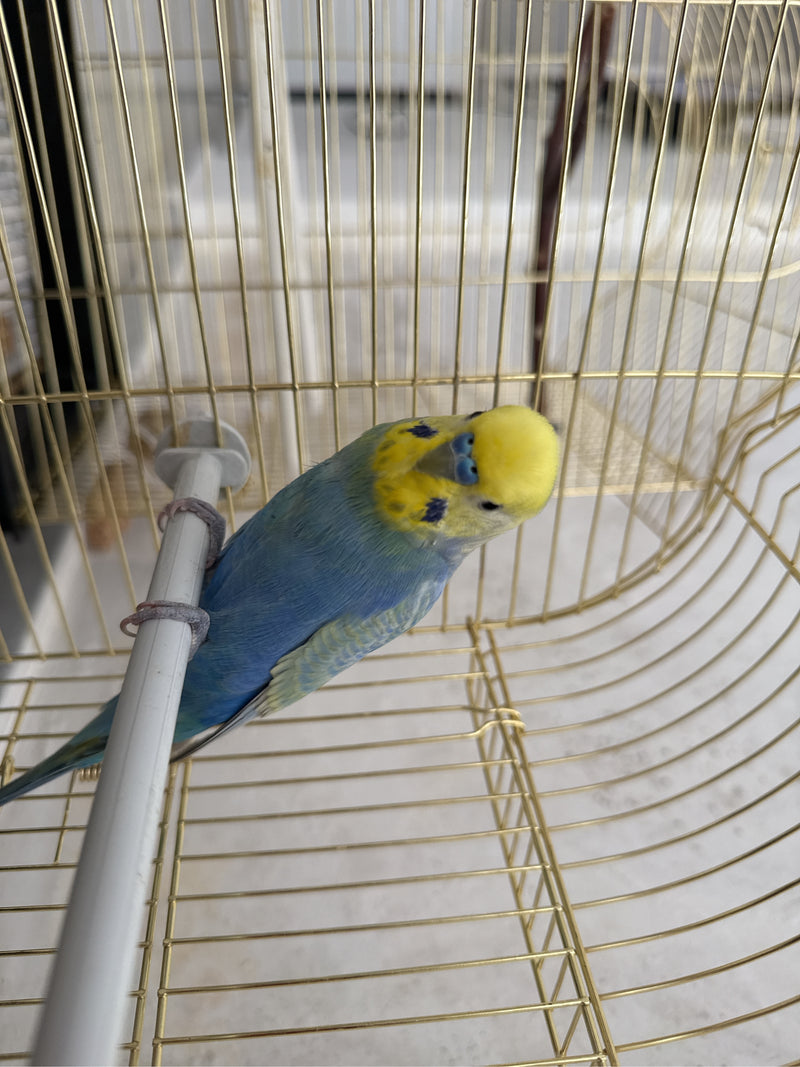 pappagallino — foto 4 di 16