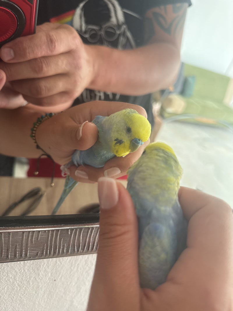 pappagallino — Bild 1