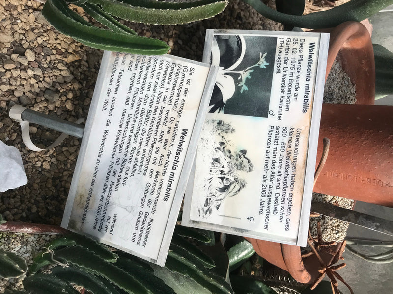 Welwitschie — foto 1 di 3