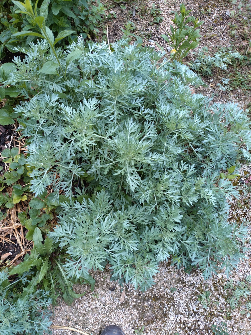 erba di assenzio — Bild 1