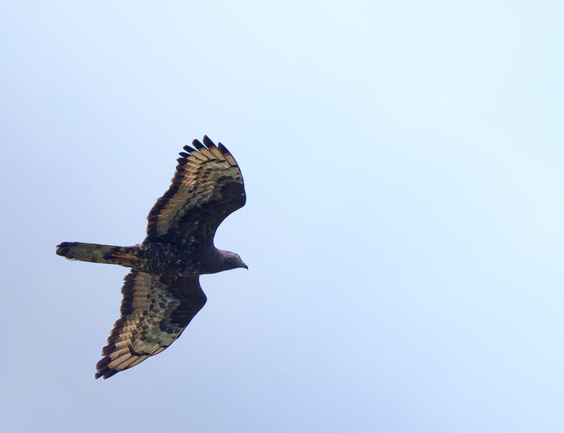 Falco pecchiaiolo — Bild 1