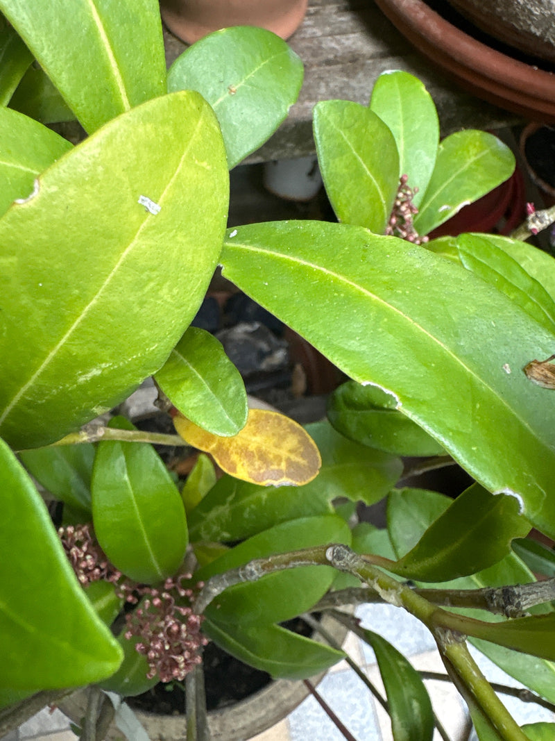Vista dall'alto delle foglie coriacee verdi e dei piccoli boccioli fiorali di una pianta di Ixora coccinea in vaso.