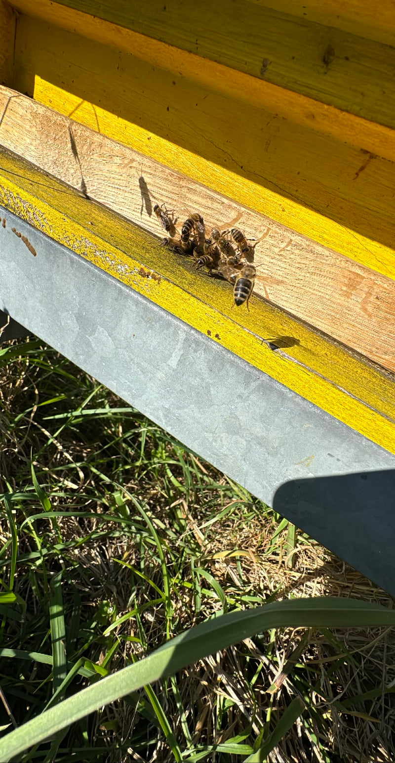 ape mellifera — Bild 2