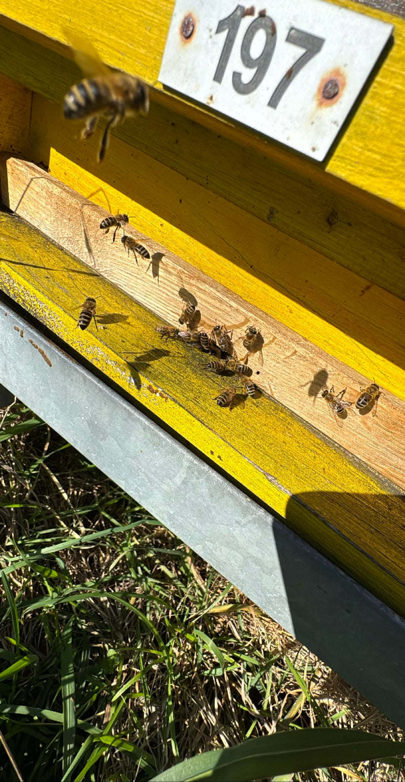 ape mellifera — Bild 1