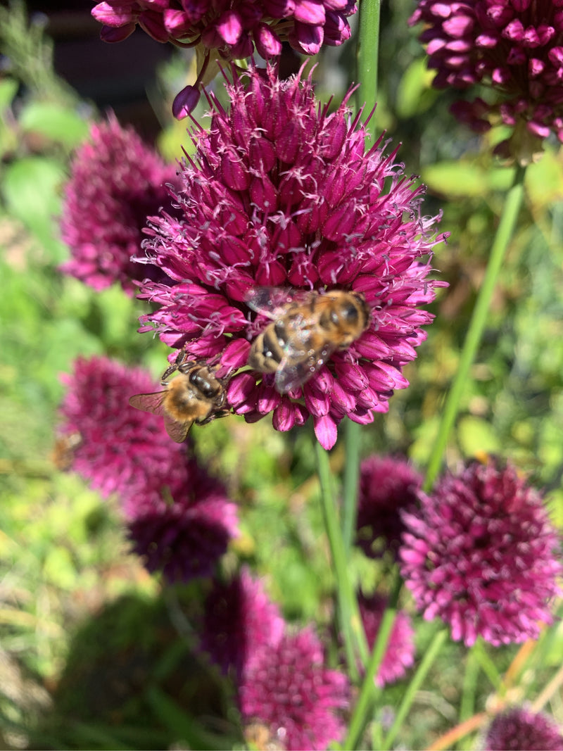 Due api domestiche sono posizionate sui fiori viola di un'infiorescenza rotonda di allium e raccolgono nettare. Sono ben visibili e si muovono attivamente tr...