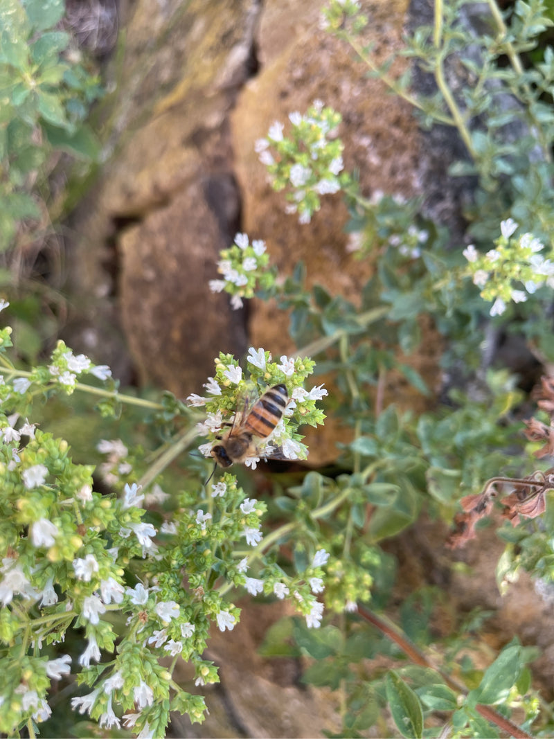 Un'ape domestica si trova su piccoli fiori bianchi di fronte a un muro di pietra sfocato.