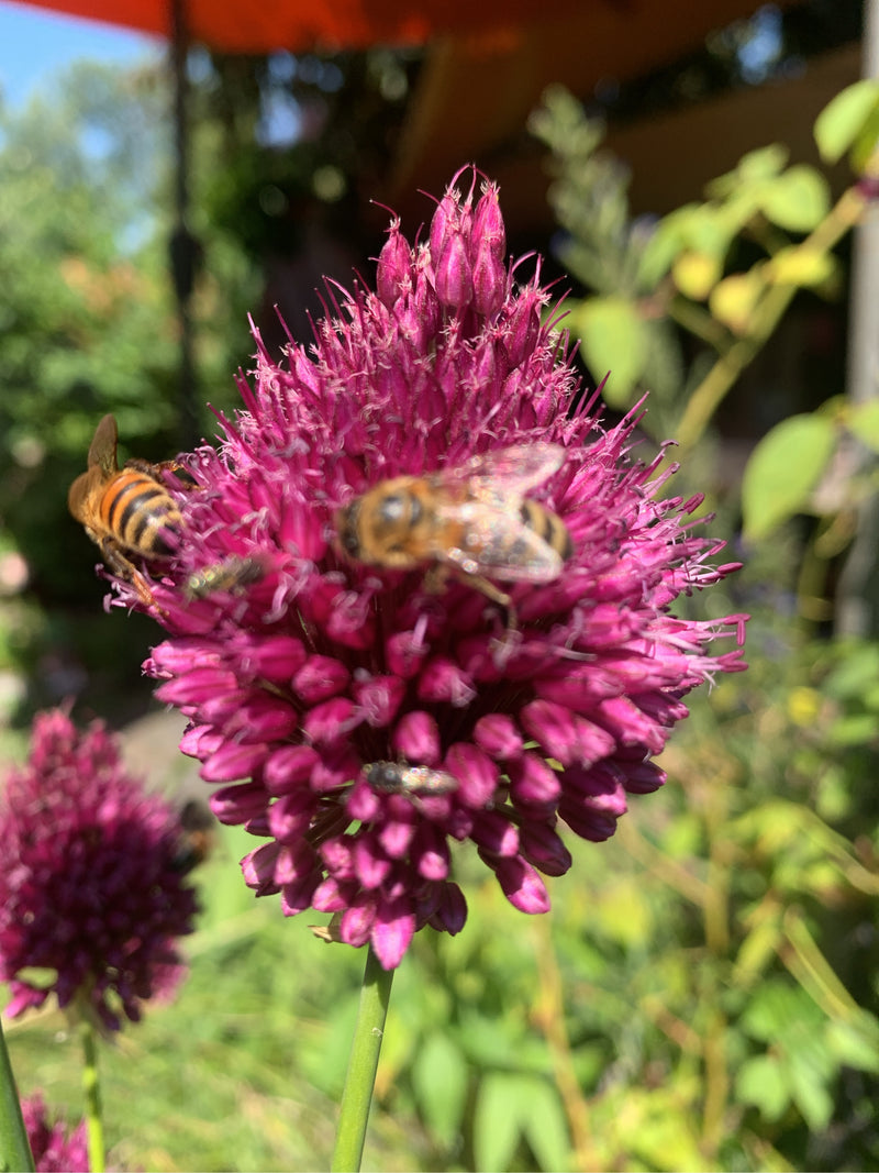 Diversi api domestiche sono sedute su un'infiorescenza viola e sono intente a bottinare.