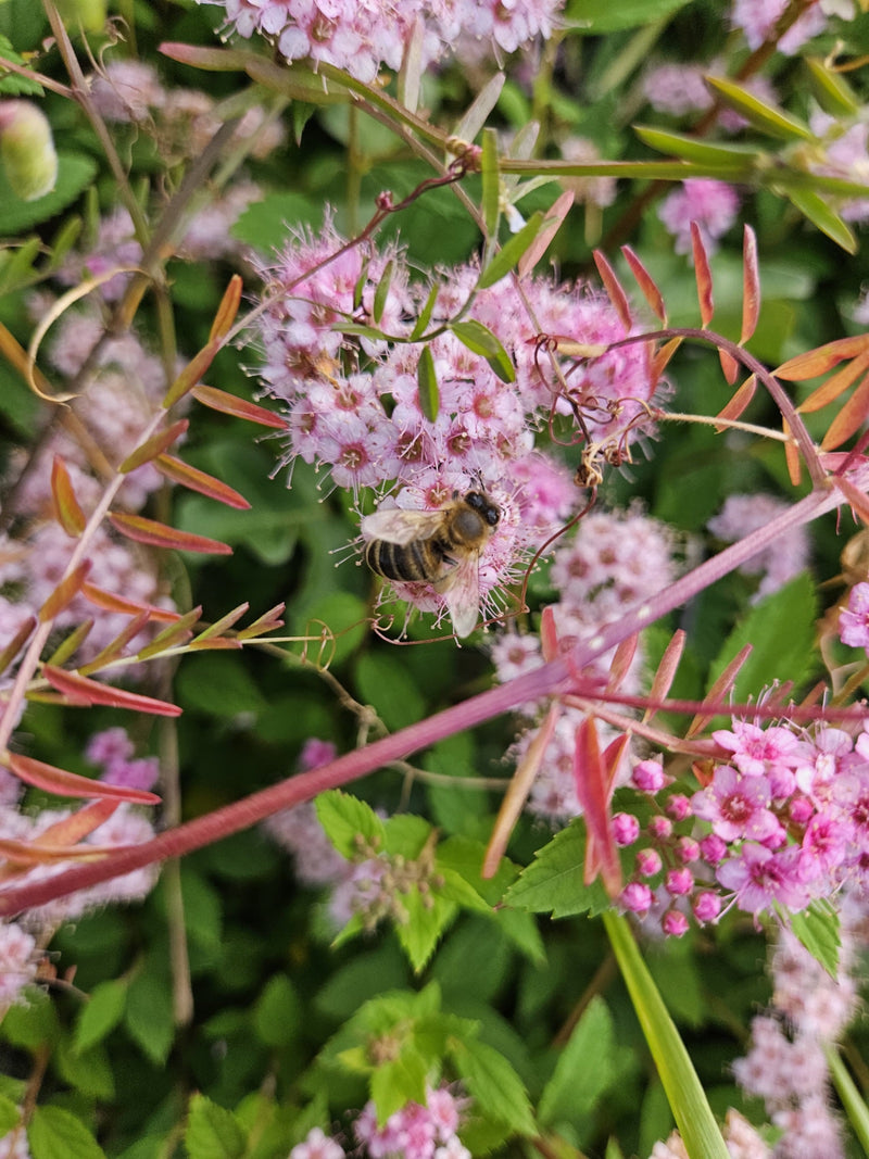 Un'ape mellifera è seduta su fiori rosa a raccogliere nettare. L'insetto è ben visibile.