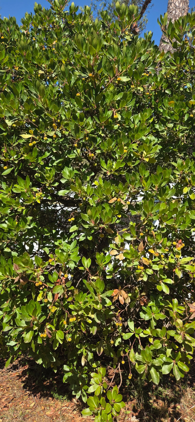 Si vede un corbezzolo fitto con foglie verde scuro lucide e frutti sparsi. L'albero si erge alla luce del sole contro un cielo azzurro.