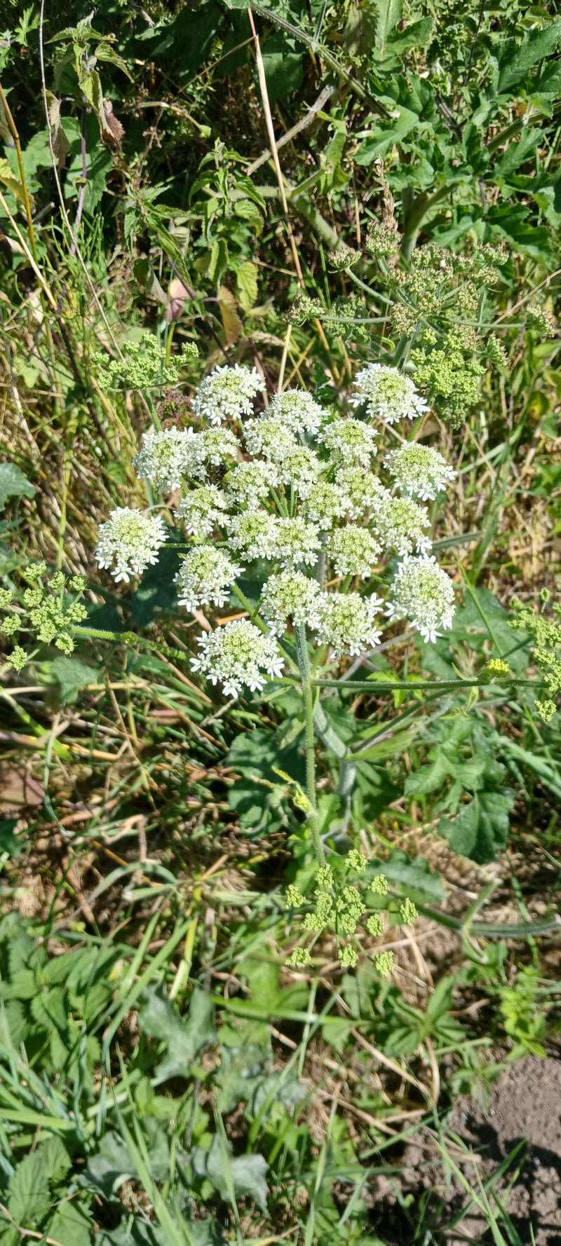 L'immagine mostra una pianta fiorita di berace comune con tipiche infiorescenze ad ombrella bianca. Cresce in mezzo all'erba verde e alla vegetazione del prato.