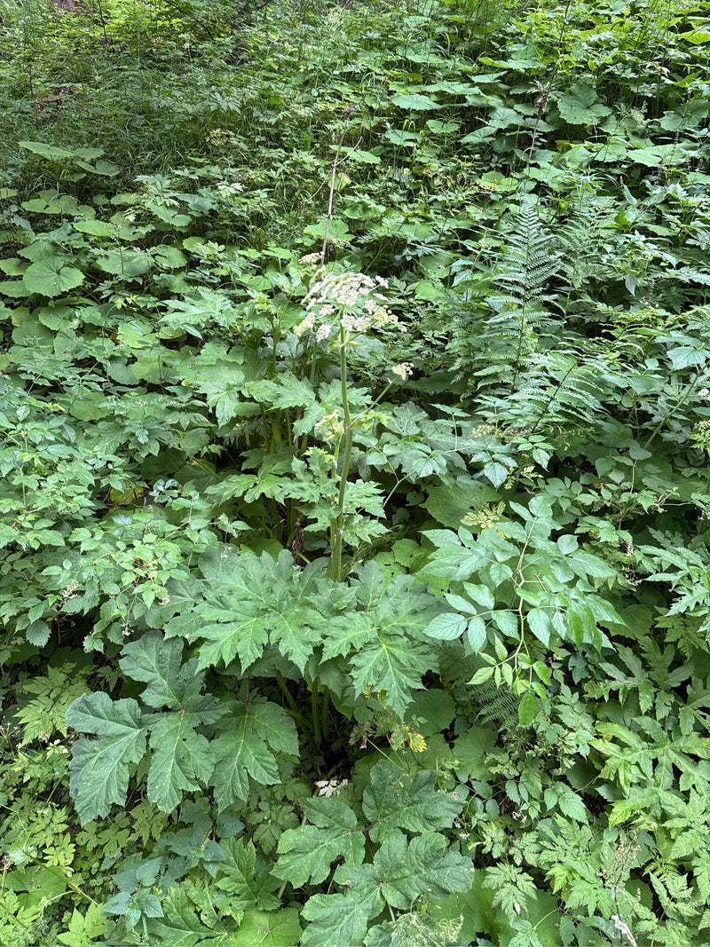 Si vede un bracione comune con grandi foglie divise e una caratteristica infiorescenza bianca. La pianta si erge in mezzo a un fitto sottobosco e altre piant...