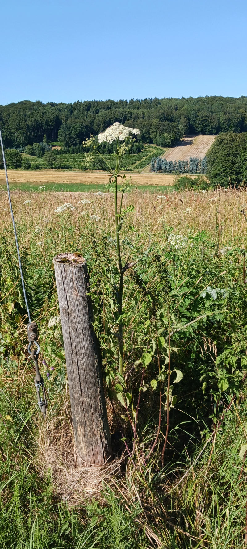 L'immagine mostra un bracconiere comune con evidenti ombrelle di fiori bianchi. La pianta si trova in un prato vicino a un paletto di legno di fronte a uno s...