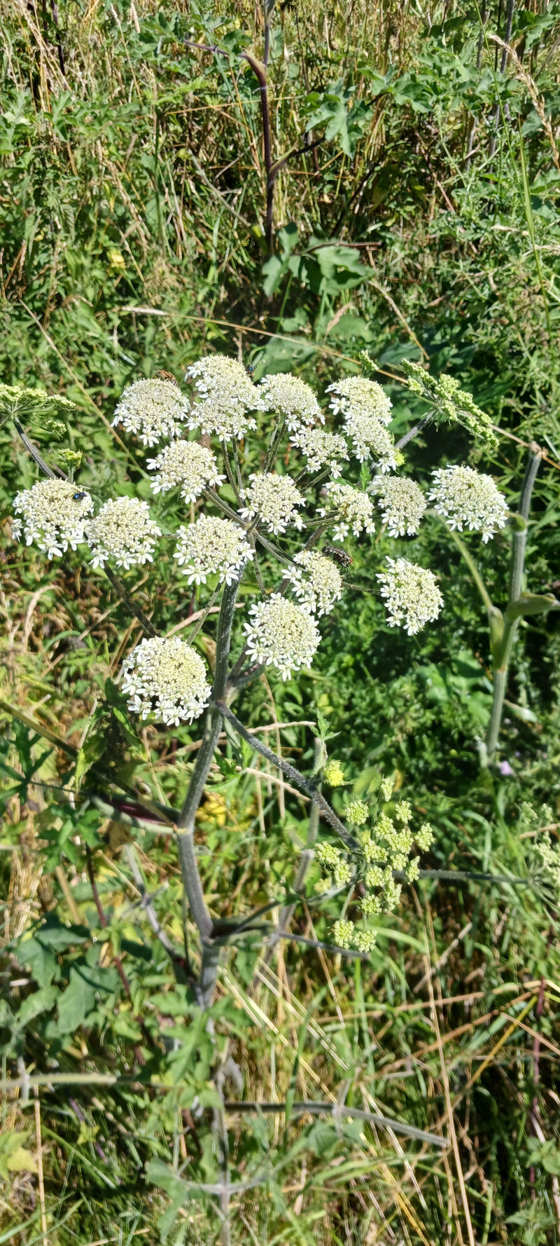 È visibile la grande infiorescenza ad ombrella bianca di Heracleum sphondylium in un prato. La pianta è in fioritura e mostra la sua tipica forma di crescita.