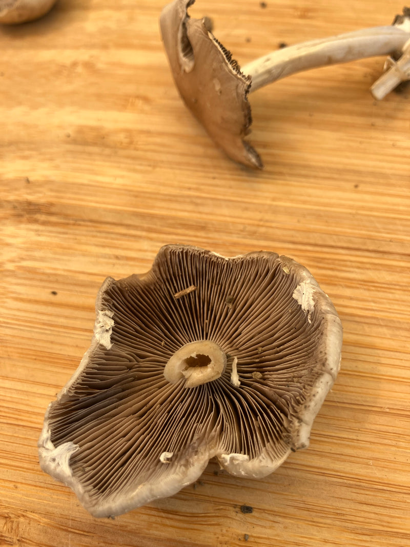 Fungo del prato — Bild 5