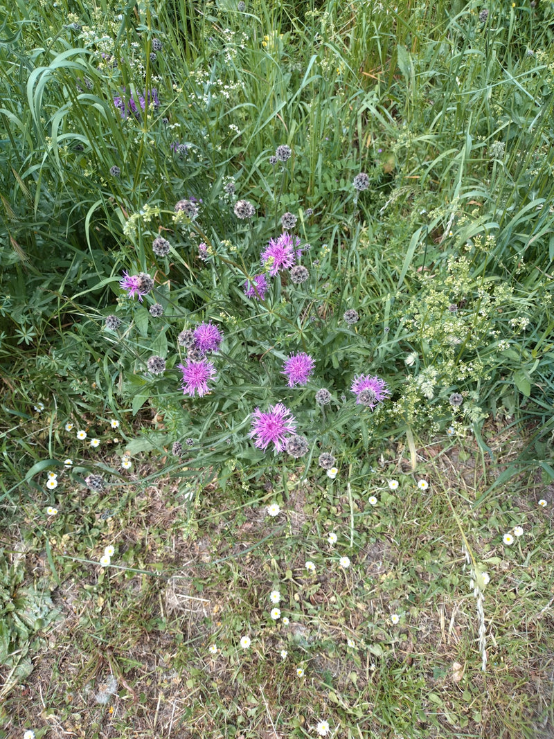 Fiordaliso del prato — Bild 1