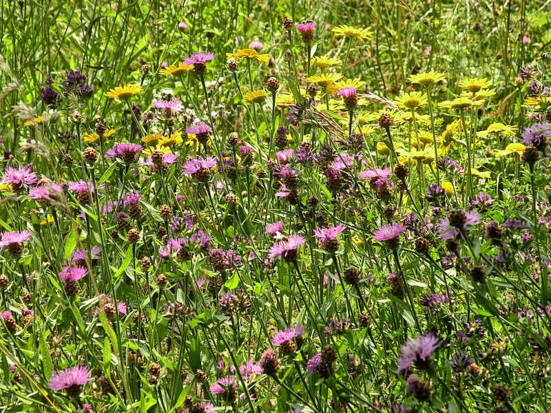 L'immagine mostra un fiordaliso toscano in fiore con i suoi caratteristici capolini viola in un prato colorato. La pianta si trova tra erbe e altri fiori sel...