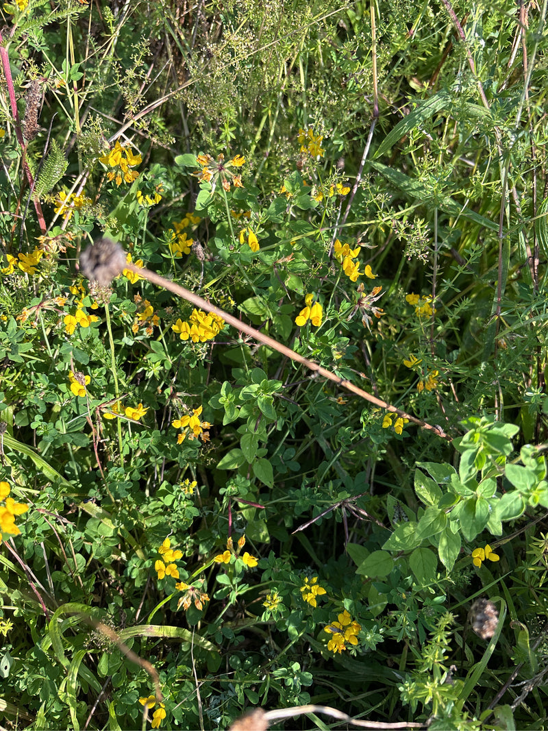 Fiordaliso del prato — foto 2 di 25
