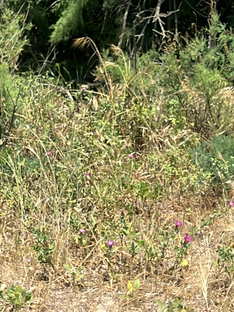 L'immagine mostra un prato con diverse fiordalisi salvatici lontani. Le piante mostrano i loro caratteristici fiori porpora.
