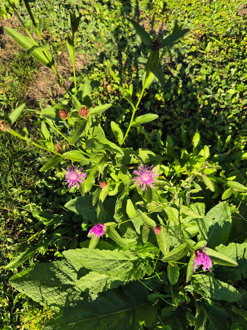 Un fiordaliso stoppione in fiore con diversi capolini rosa-violacei cresce tra la vegetazione di un prato soleggiato.